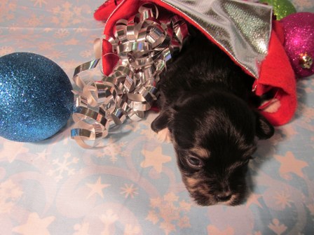 havanese-puppies